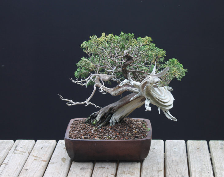 carving juniper bonsai